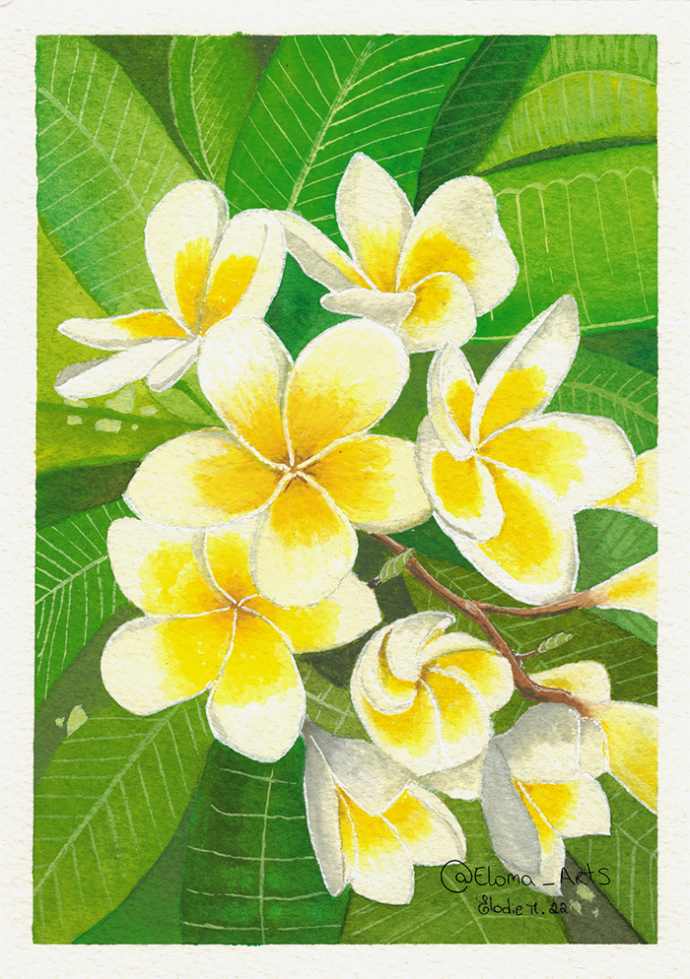 Plumeria Watercolor, Gouache Painting