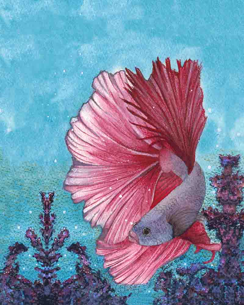 Pink Betta Fish on blue water