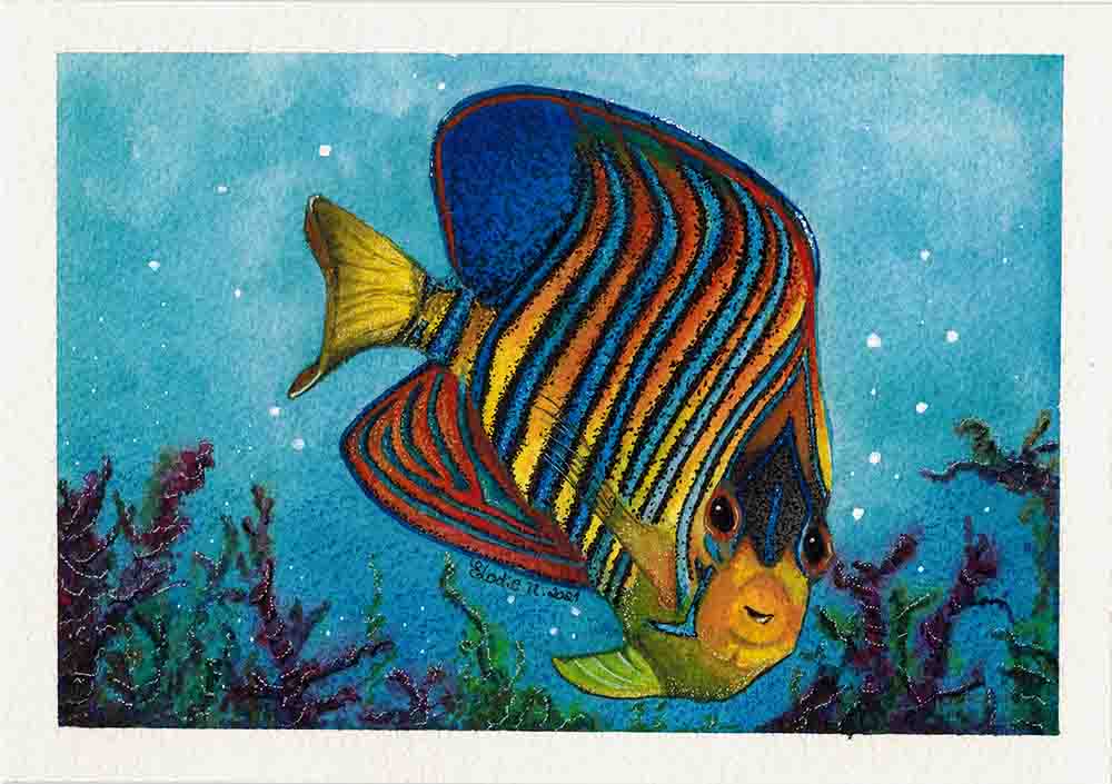 Royal Angelfish on blue water