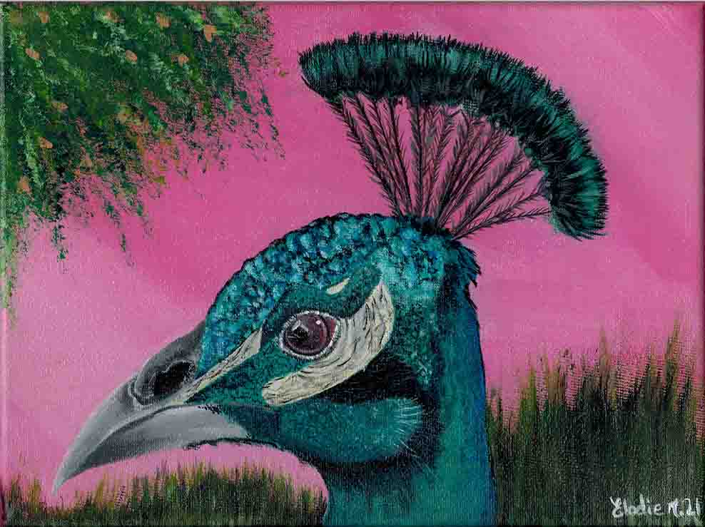 Indian Peacock Portrait