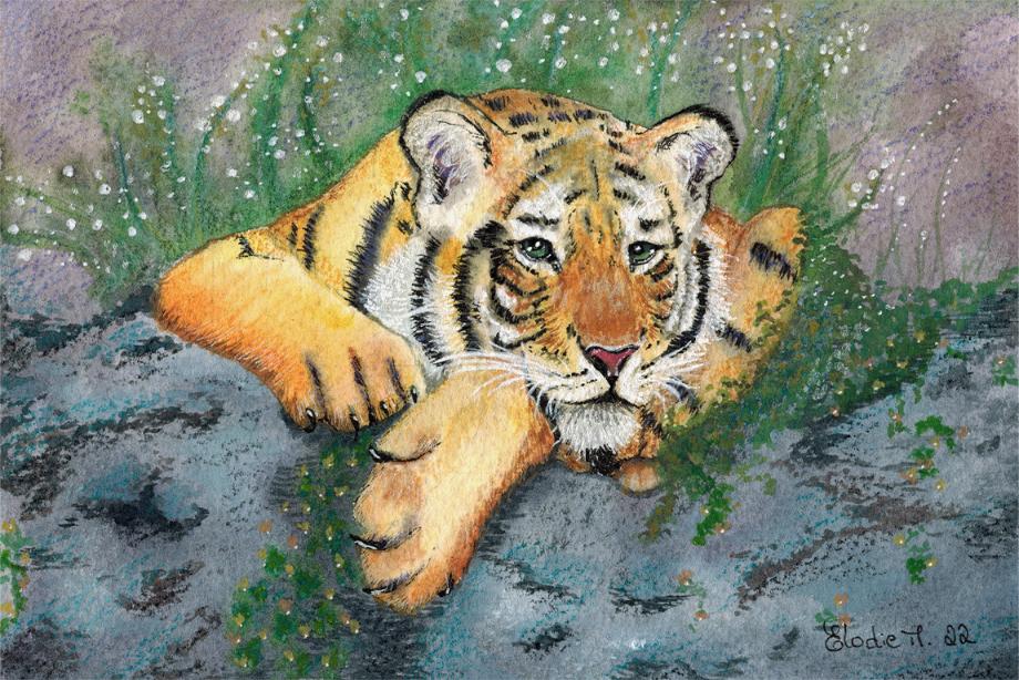 A Siberian tiger, with eyes filled with tears and fear, staring at the one who found his hiding place