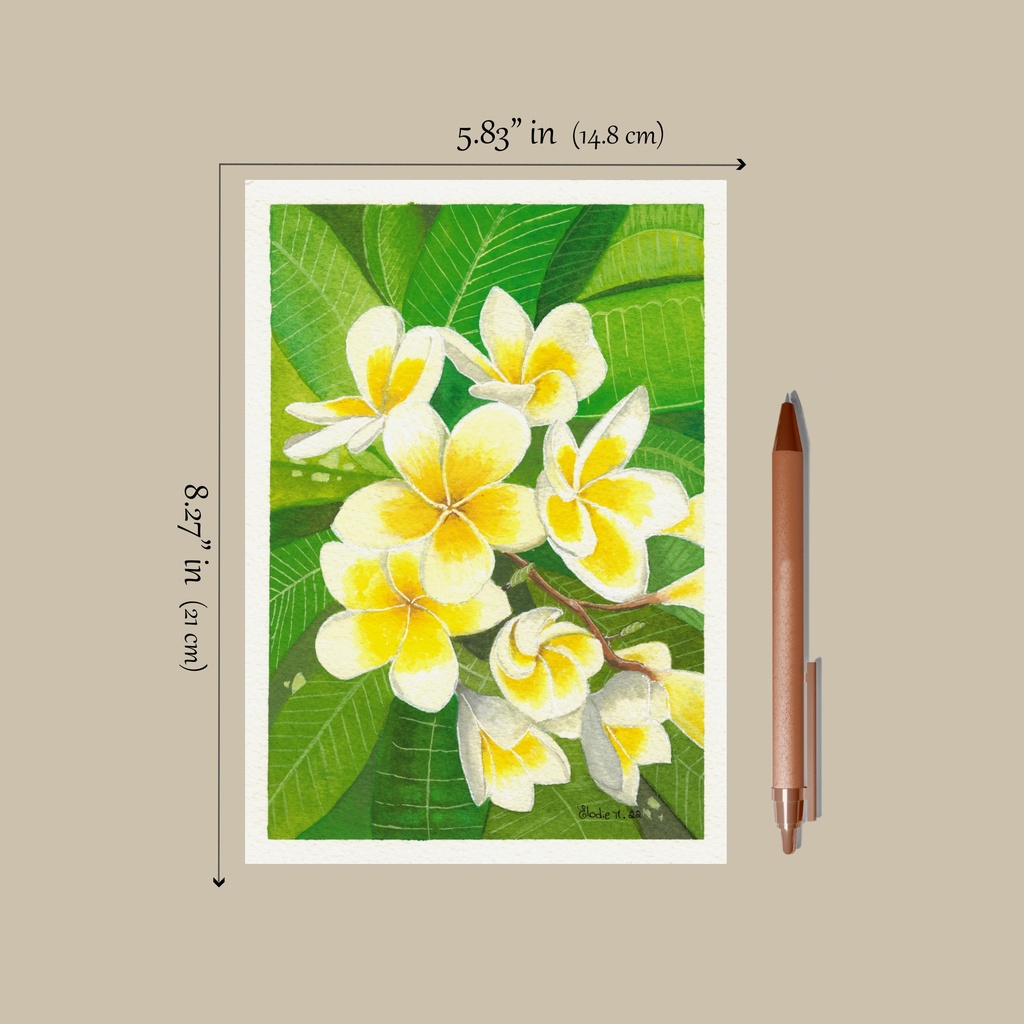 White Plumeria (Gouache Painting)