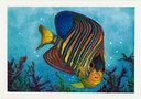 Pygoplites diacanthus (Pintura em Aguarela)