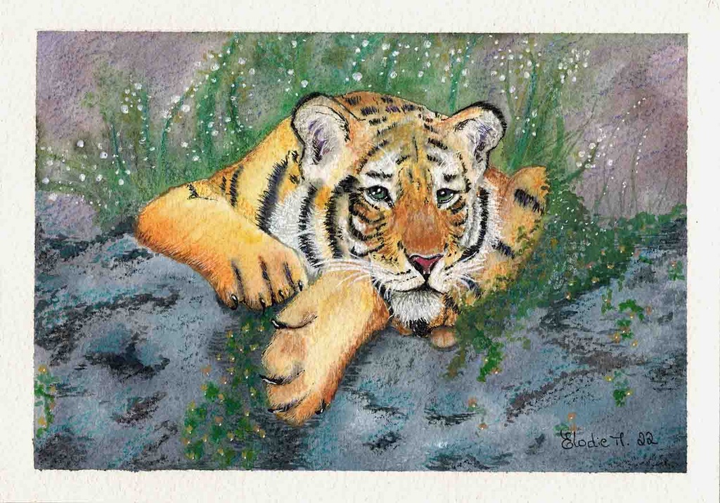 Cria de Tigre Siberiano (Pintura em Aguarela)