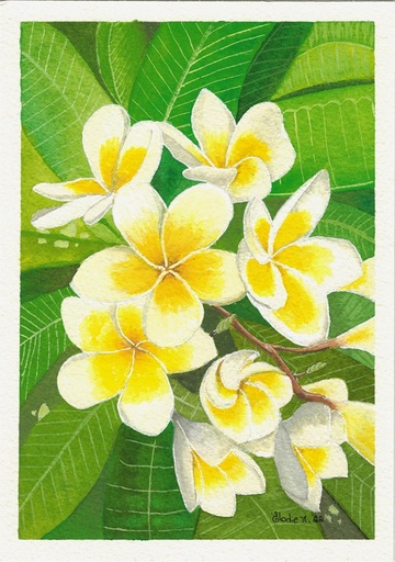[SN19] Plumeria Flowers