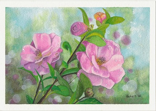 [SN20] Camellia Japonica Flowers