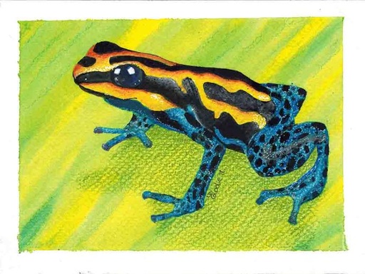 [SN9] Poison Dart Frog (Gouache Painting)