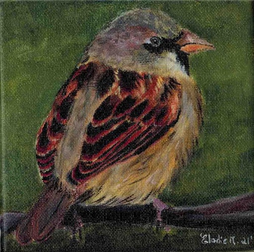 [SN16] House Sparrow (Acrylic on Canvas Painting)