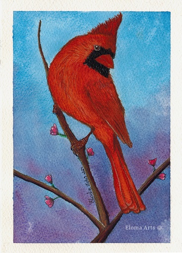 Red Cardinal