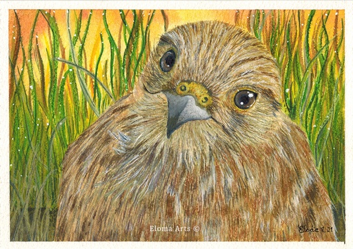 Common Kestrel
