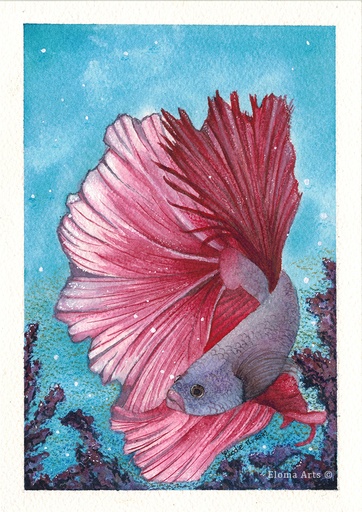 Pink Betta Fish