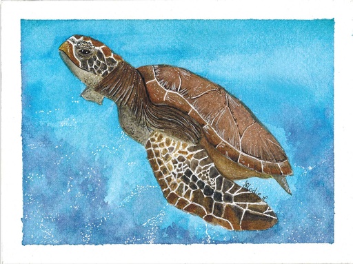 [SN7] Tartaruga-verde (Pintura em Aguarela)